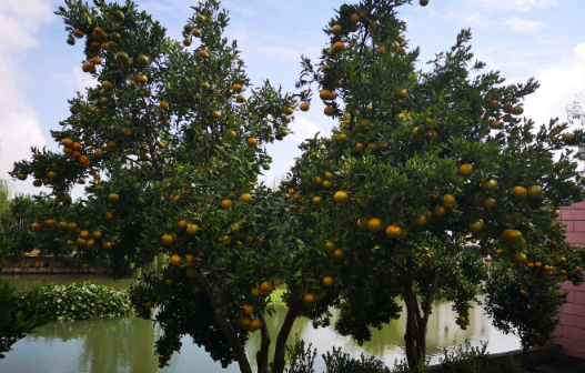 种的橘子树上的果实已经成熟了